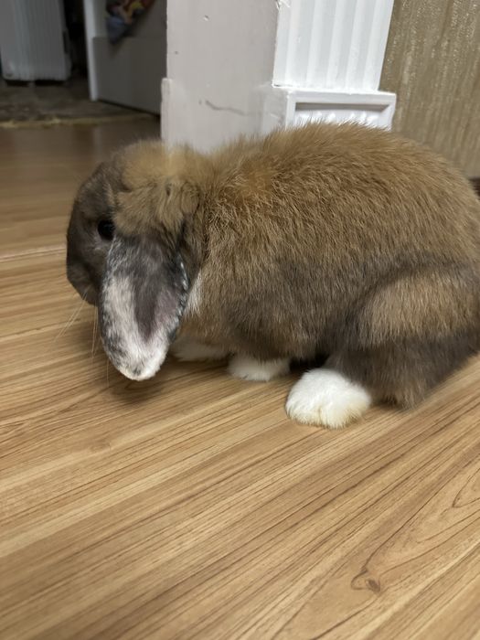 Кролик Карликовый