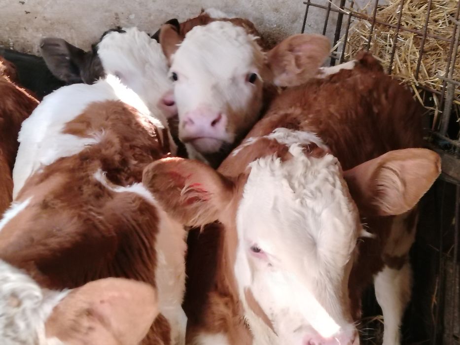 Taurasi înțărcat și de lapte