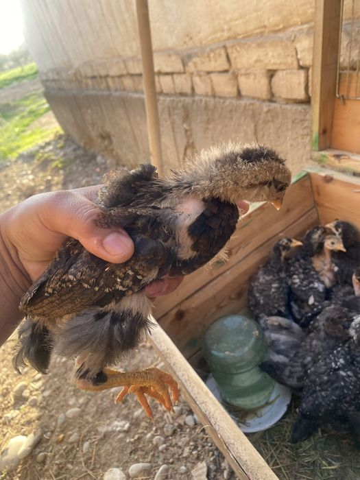 Цыплята  месячные