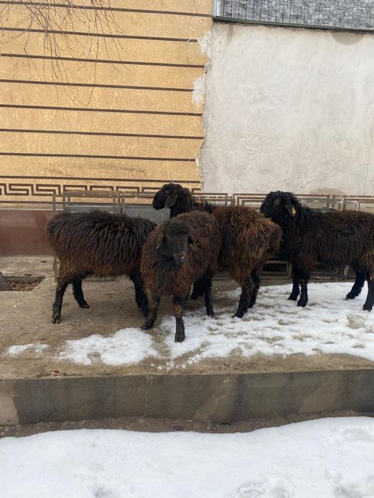 Тоқты қошқарлар сатылымда