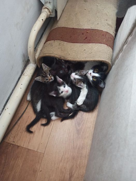 Отдам котят в добрые руки