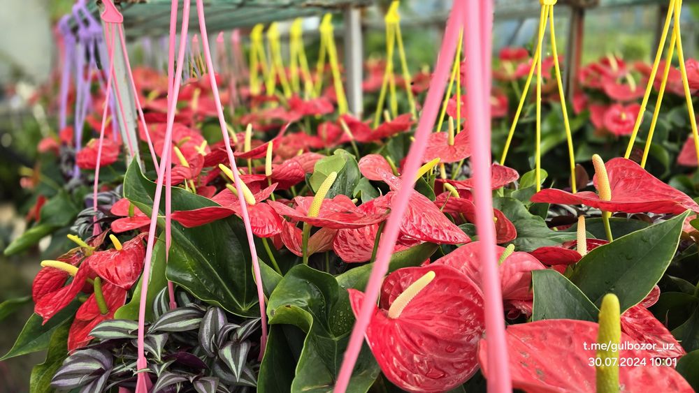 Hona gullari Комнатные цветы гул растения Офис ва уй гуллари