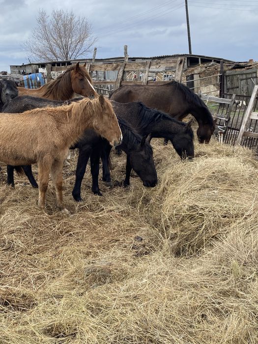Продам крс или обмена на авто