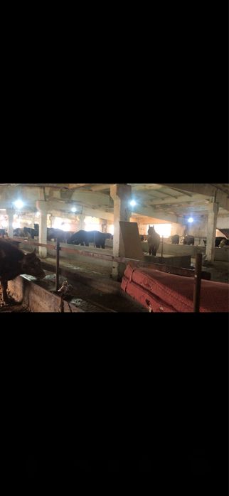 Бордакы ферма аренда,:/ срочно !?