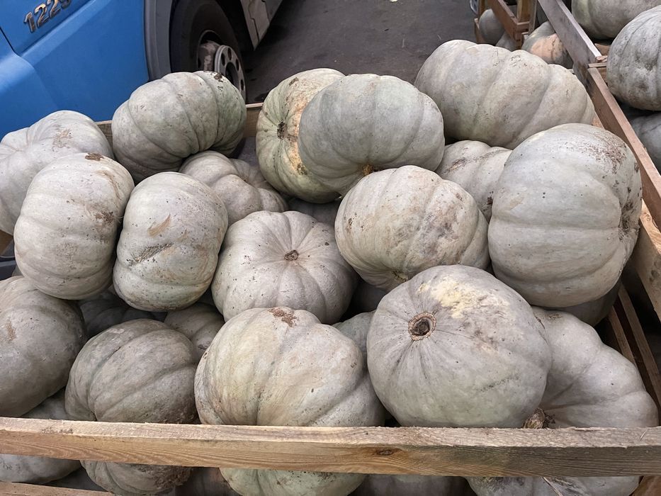 Тиква самсон 1.20€