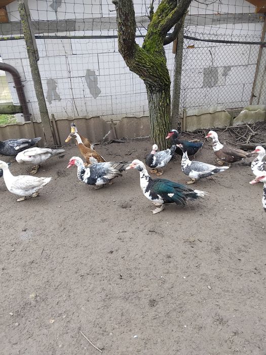 Vind rate mute.tineret..