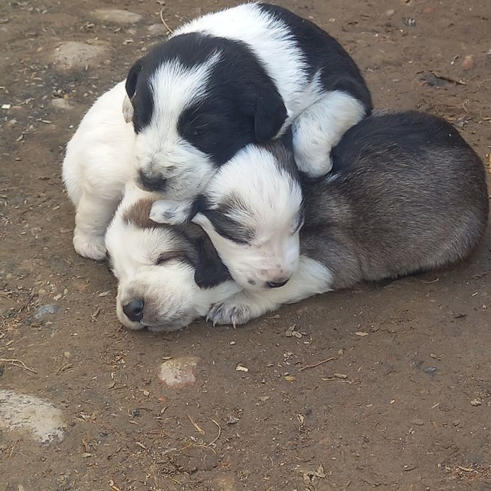 Ovchi kuchuk bollari sotiladi