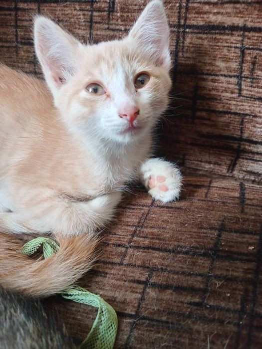 Котята ищут людей