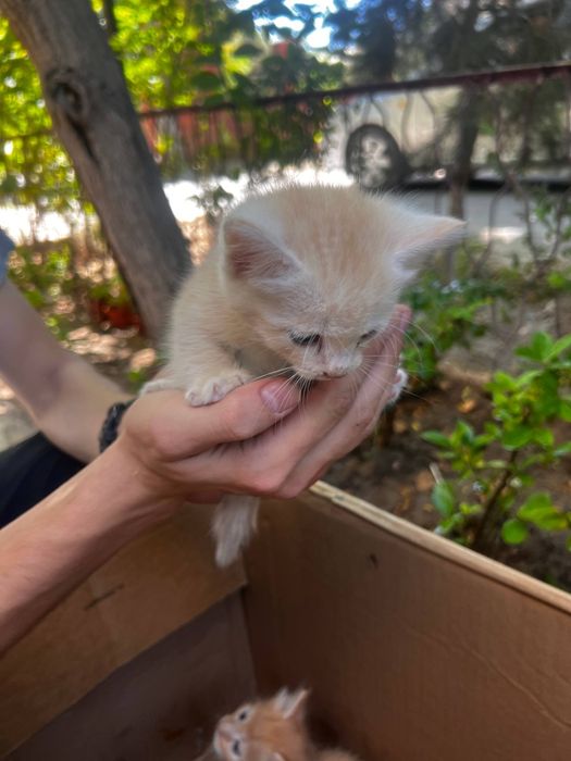 Котята в добрые руки