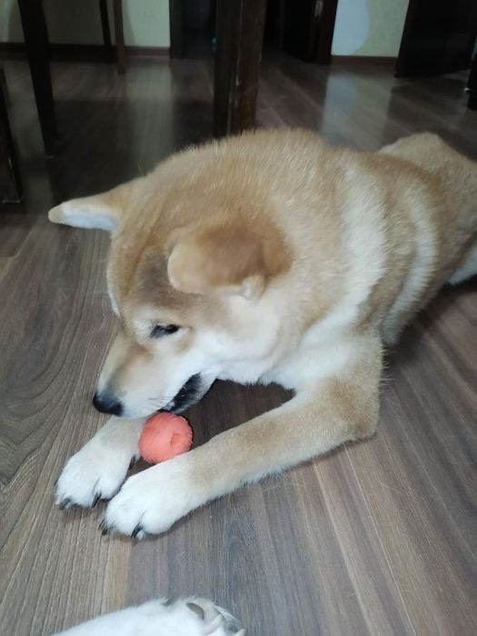 Продаются щенки Сибо-ино "Shiba-ino"