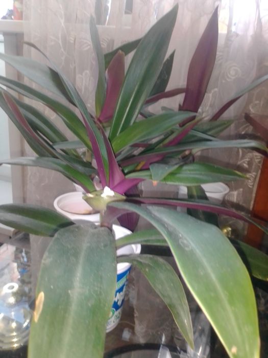 Продам комнатный цветок