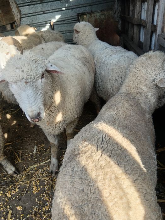 Vind 13 berbeci  de ținut sau de tăiat