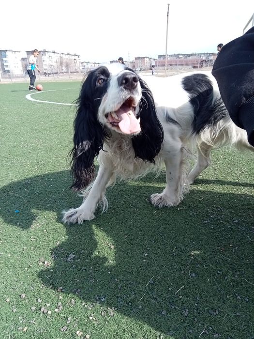 вязка русский спаниель