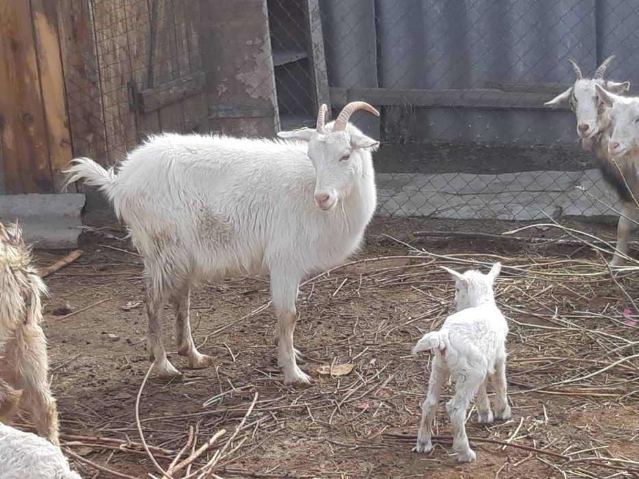 Заненский козёл (продажа)