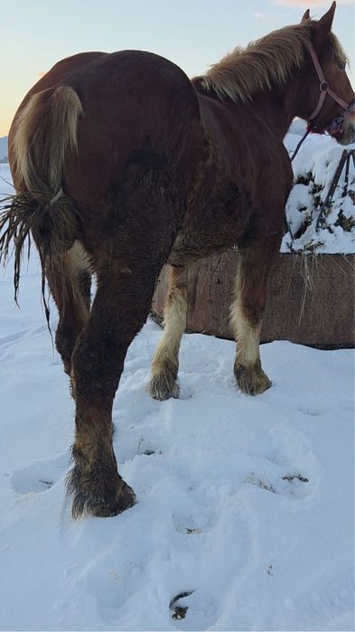 Vand manz de 1 an si 4 luni