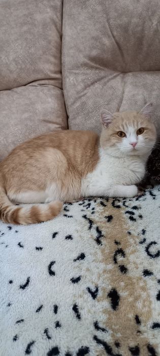 Котик ищет любящий дом