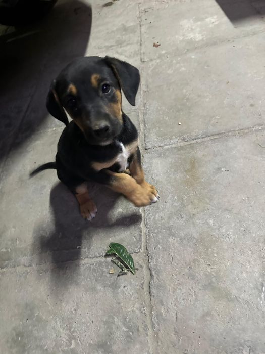 Щенки породистые