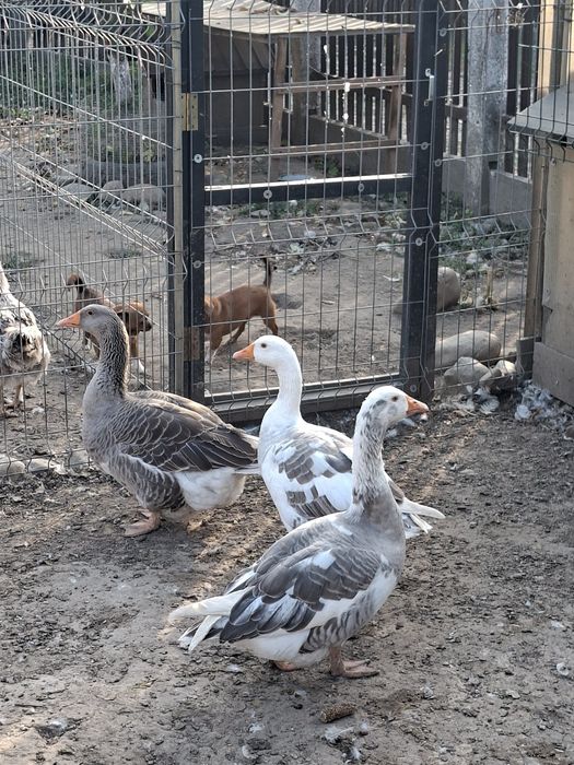 Familie tanara gaste romanesti