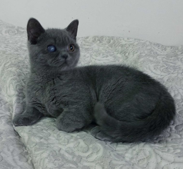 Шотландско котенце