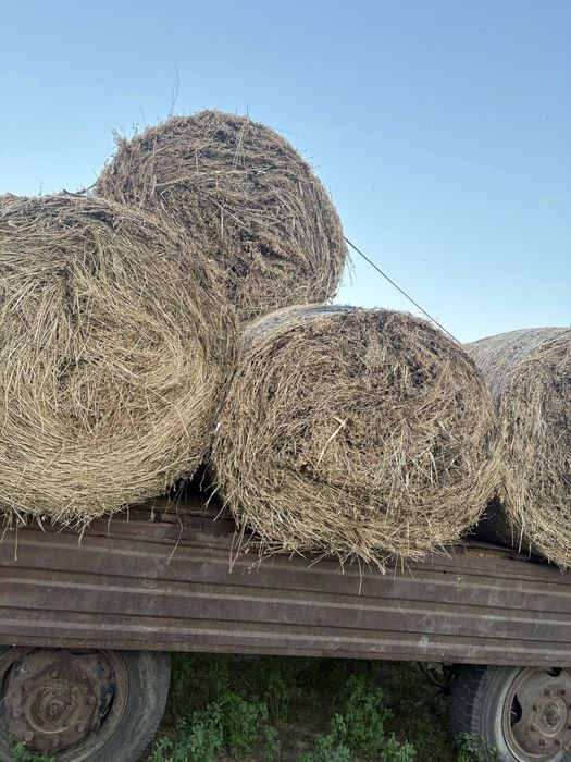 Vand balotii lucernă!!!