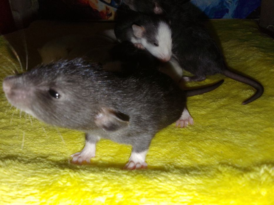 Крыски Дамбо хаски капюшон