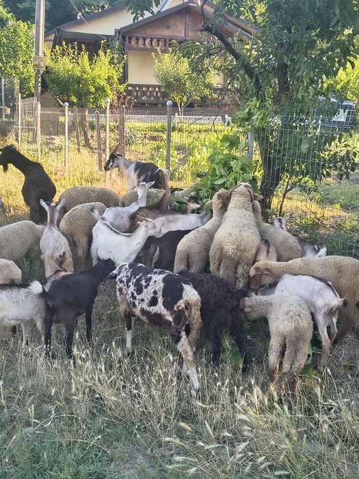 Vând ezi și mieii la kg