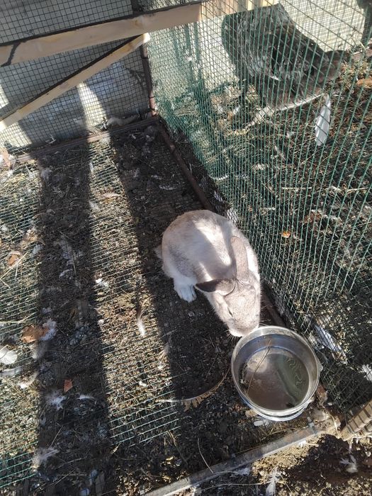 De vânzare femele Rex pitic Budieni • OLX.ro