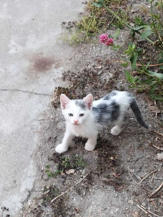 Търся дом за 4 малки котенца