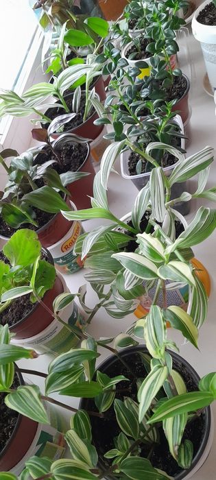 Комнатные цветы  разные. Недорого.