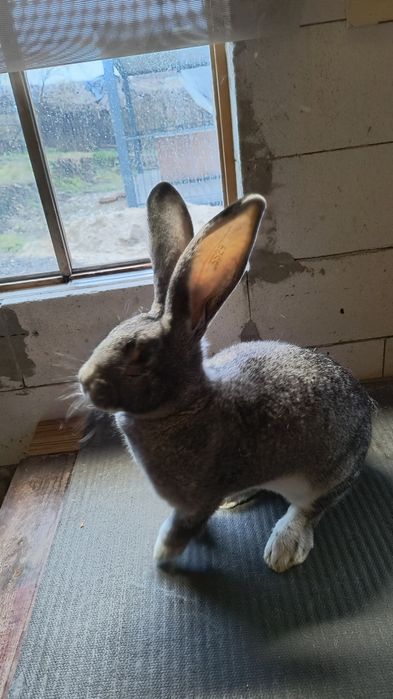 Iepuri Uriaș German