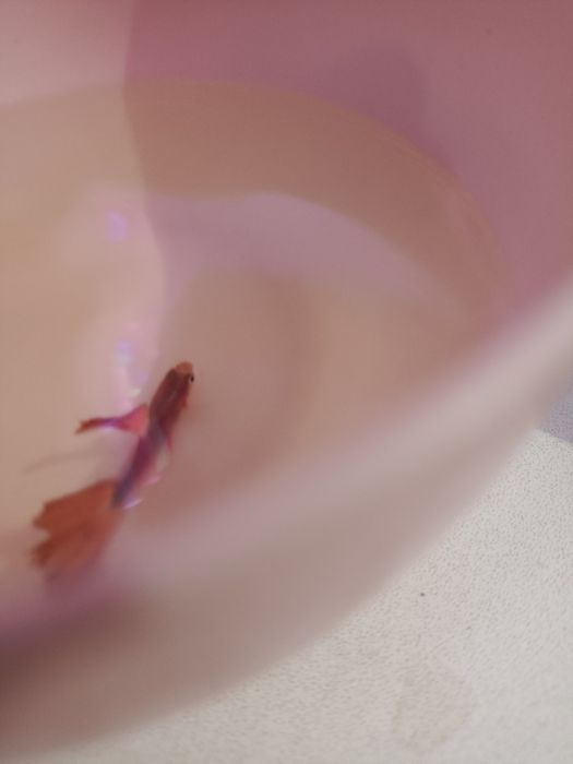 Продаю вуальных самцов гуппи