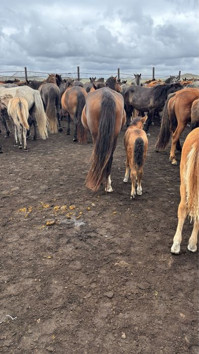 Құлынды   бие