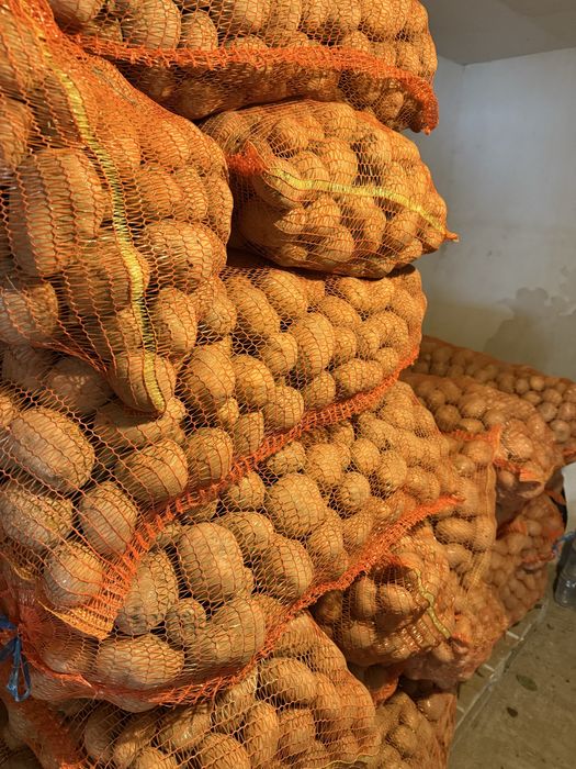 Cartofi de consum,samanta,animale