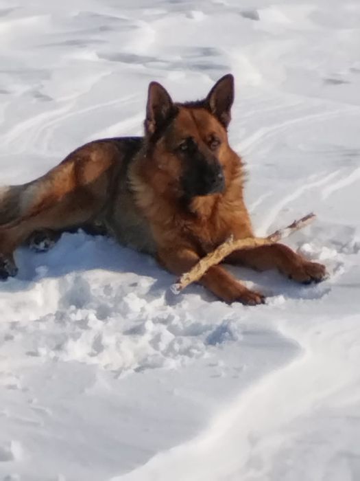 Продам щенков немецкой овчарки 2 месяца, кушают сами