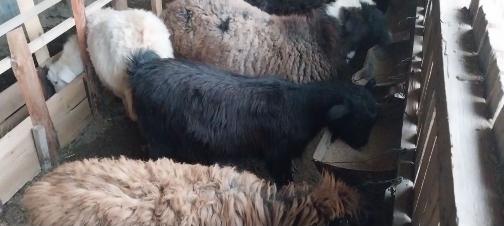 Қой, ешкілер сатылады.