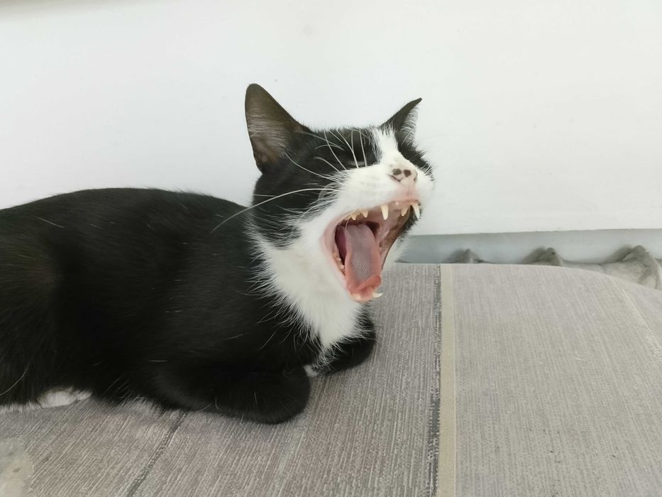 Кошечка ищет любящий дом