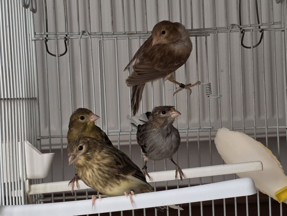 Vând canari timbrado