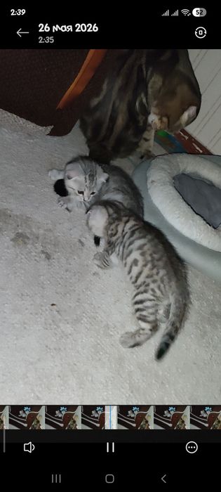 Продам котенка скотиш фолд