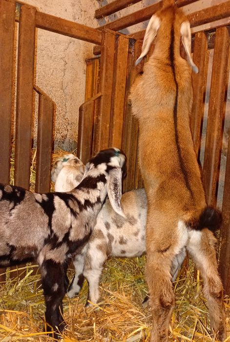 Anglonubiene ieduțe si iezi de vânzare