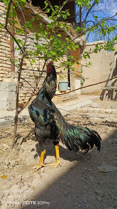 Тульяк кореец сатылады