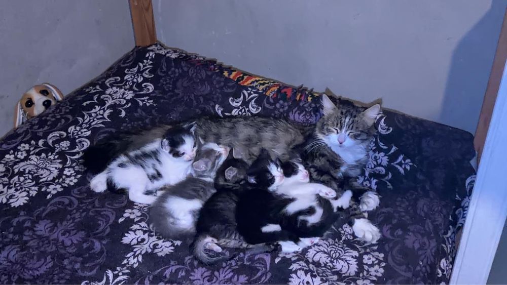 Отдам котят бесплатно