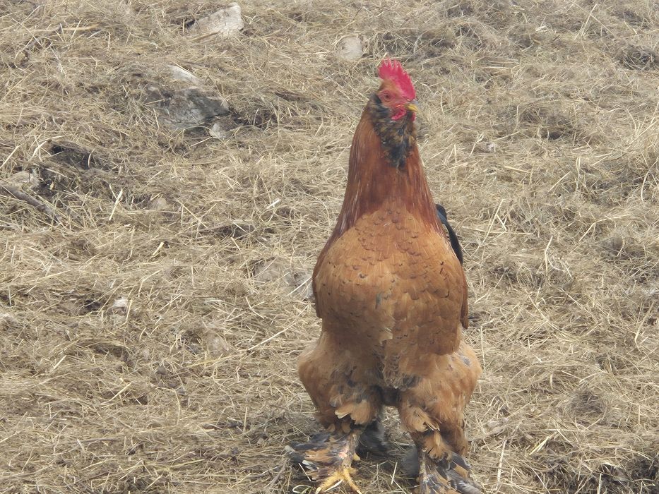 Cocoși  tineri 2025