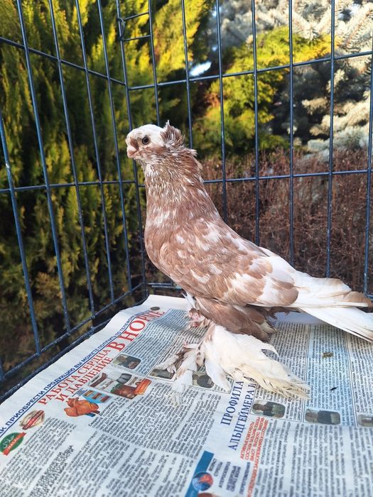 Продам самца чина