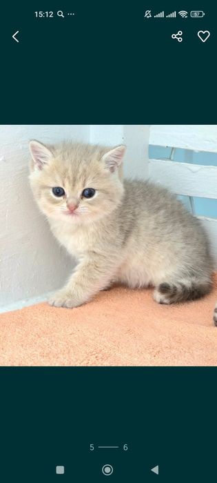 БрИтаНскИе КотЯта