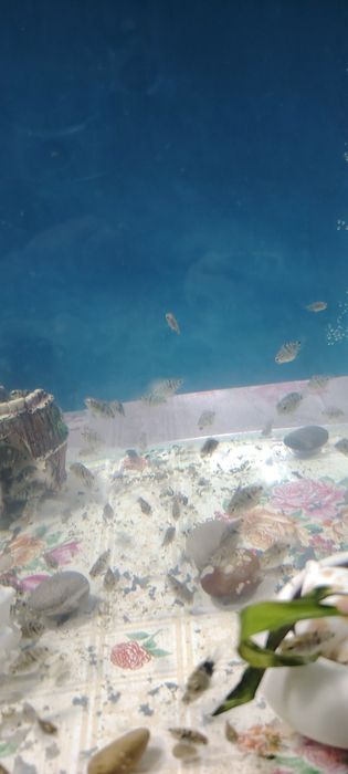 Продам аквариумных рыбок