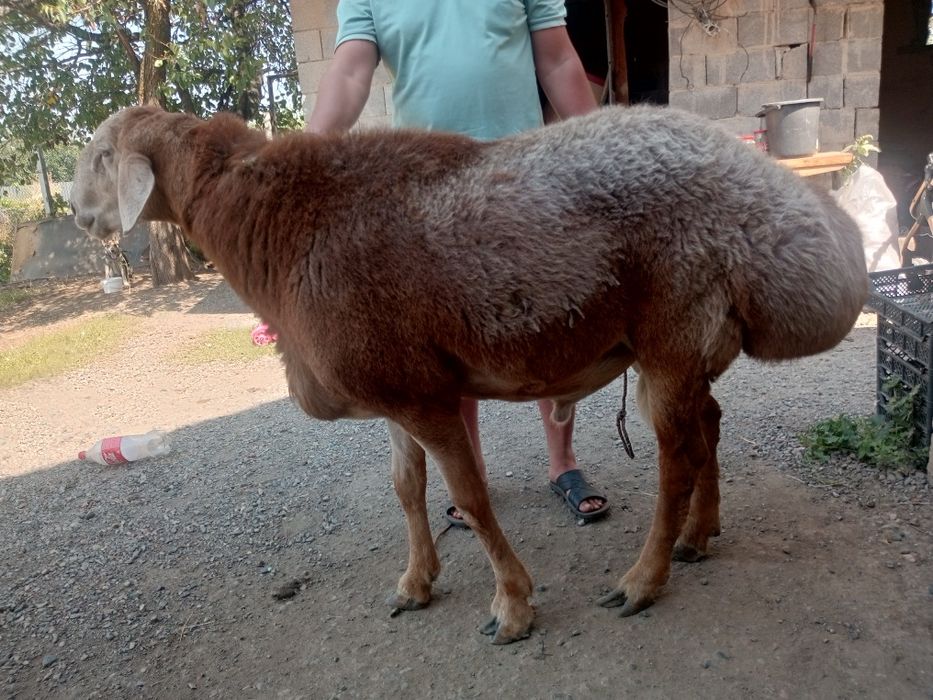 Продам кошкара гисара