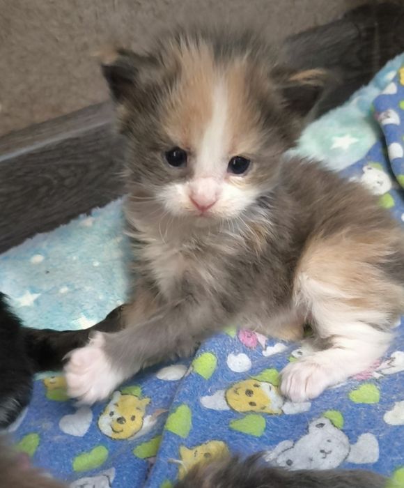 Продам котят Мейкун