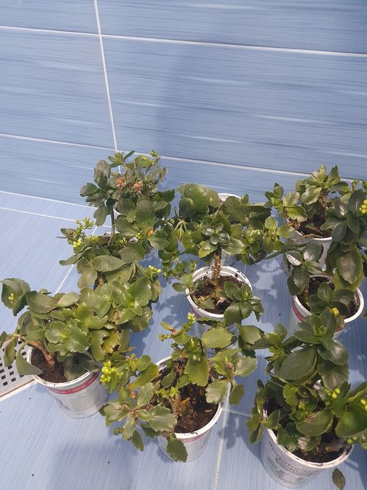 Каланхое- цъфти бяло и розово