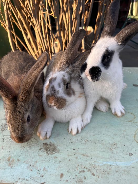 Продам кроликов