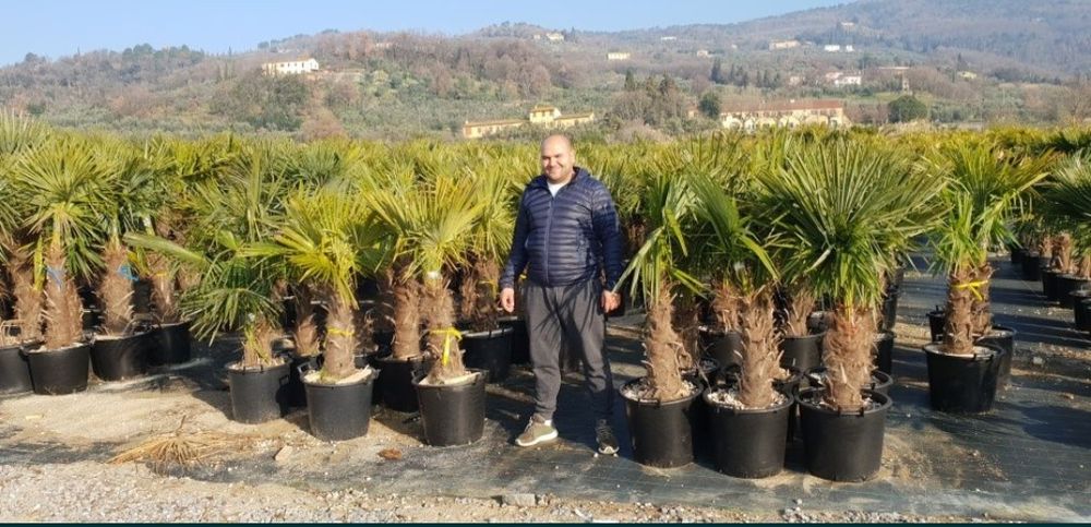 Palmierii trachicarpus Fortunei rezistenți la îngheț